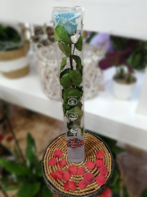 Rosa Preservada Azul