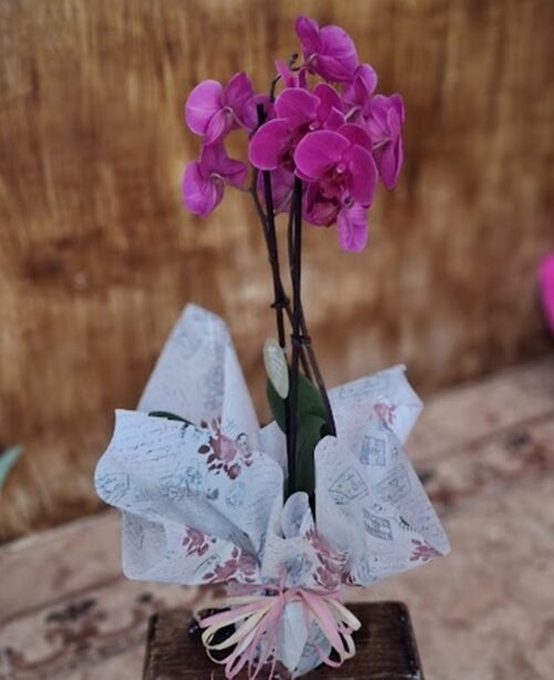 Orquídea Rosada "Mamita"