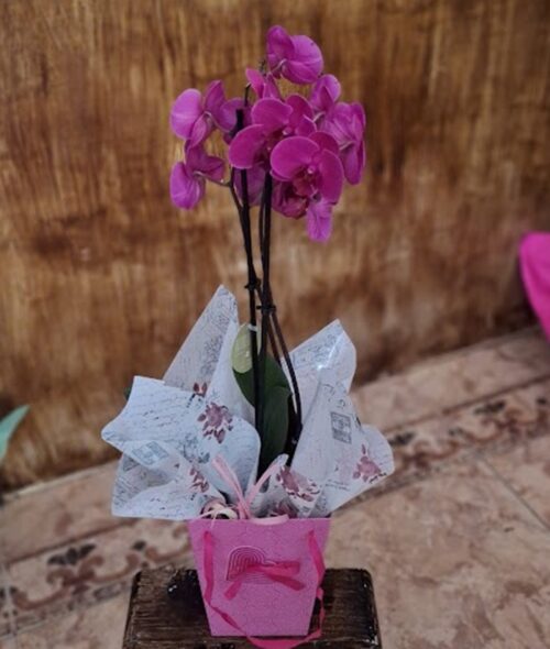 Orquídea Rosada con Bolso "Mamita"