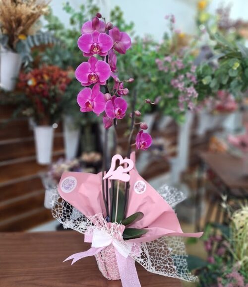 Orquídea Rosada "Mamita"