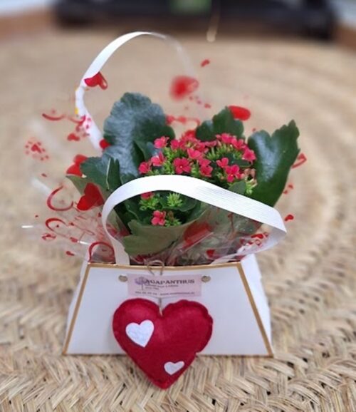 Planta "Kalanchoe" Love