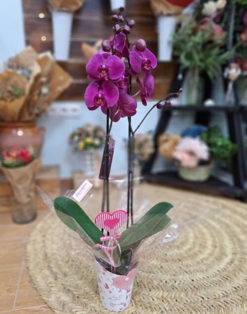 Planta de Orquídea Enamorados "Salitre"