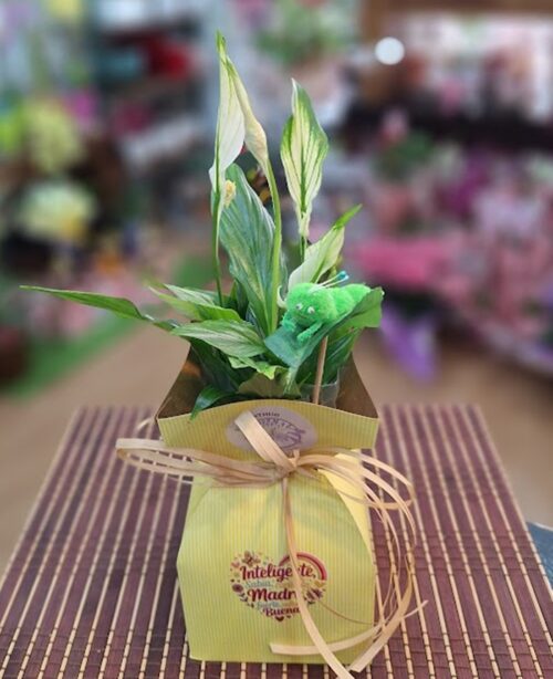 Spathiphyllum en cajita pequeña "Los Tilos"