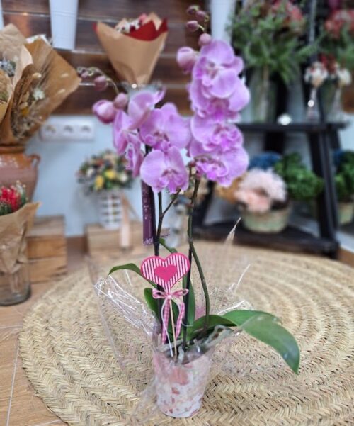 Planta de Orquídea "Salitre"