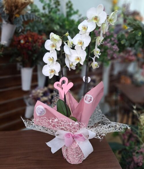 Orquídea Blanca "Mamita"